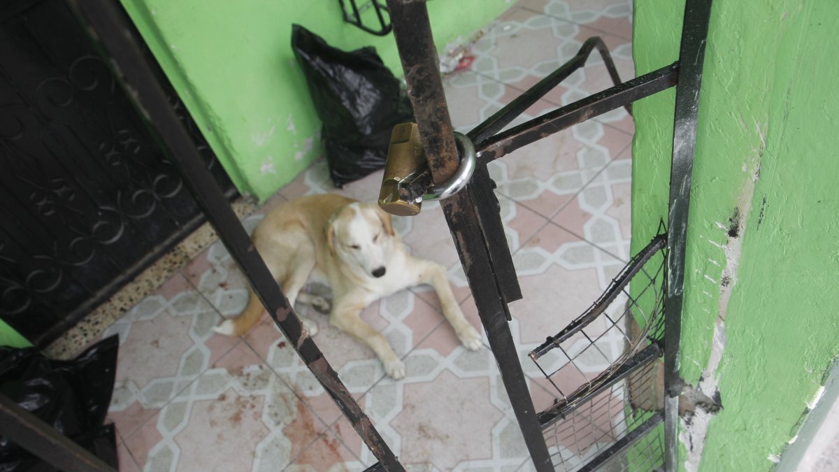 La tenencia irresponsable es otro problema en esta estadísitica.