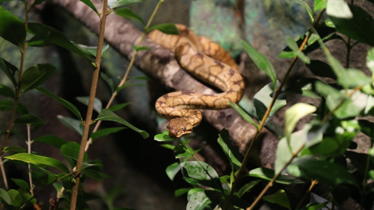 Una parada imperdible del Paseo Express por Quito: el Vivarium, a pocos pasos del Metro de Quito.