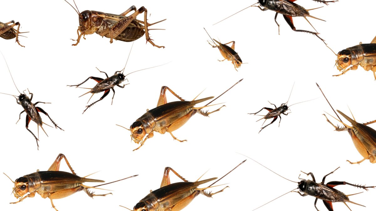 Los grillos en Guayaquil aparecen por las altas temperaturas que crean condiciones ideales para el desarrollo de diversos insectos.