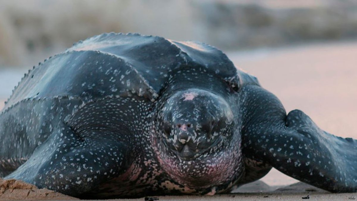 Especie. La especie tiene una población mundial reducida, estimada en alrededor de 34 000 individuos.