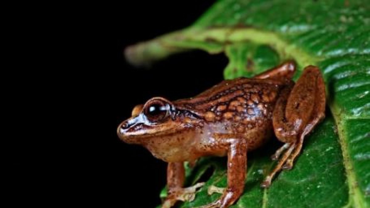 Andes. Las especies fueron halladas en los bosques de bambú.