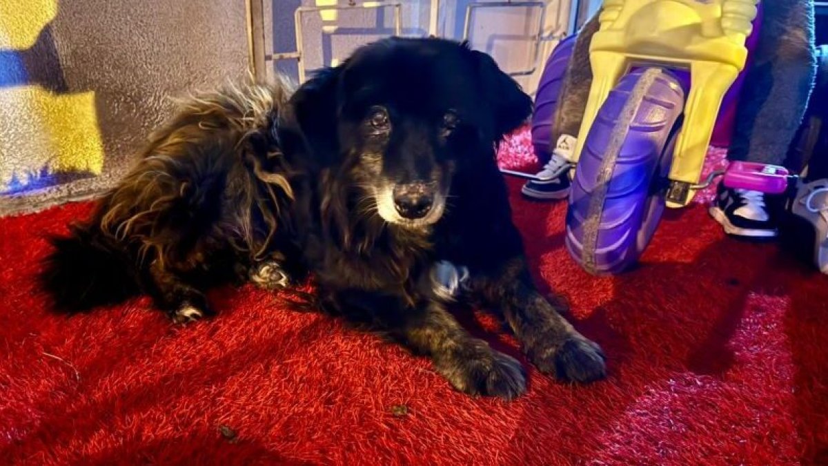 La agresión contra “Oso” quedó registrada en imágenes. El presunto responsable podría enfrentar una sanción económica de hasta $ 4.820.