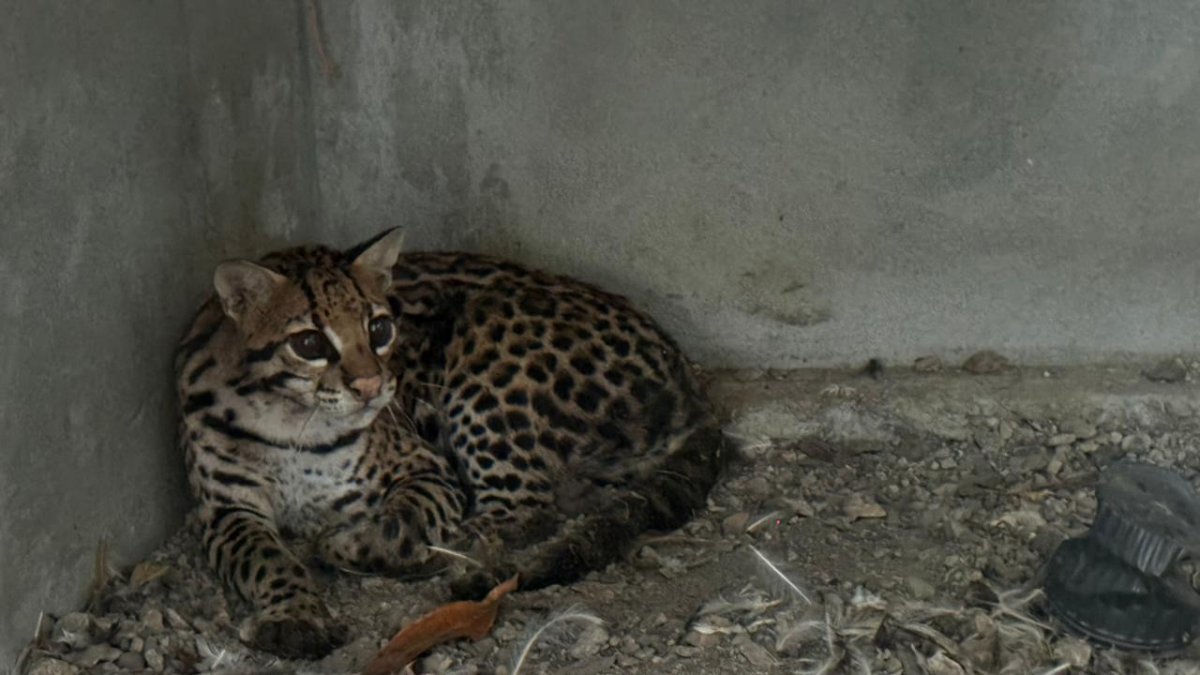 El ocelote (también llamado 'tigrillo), enjaulado en una vivienda en Pascuales.