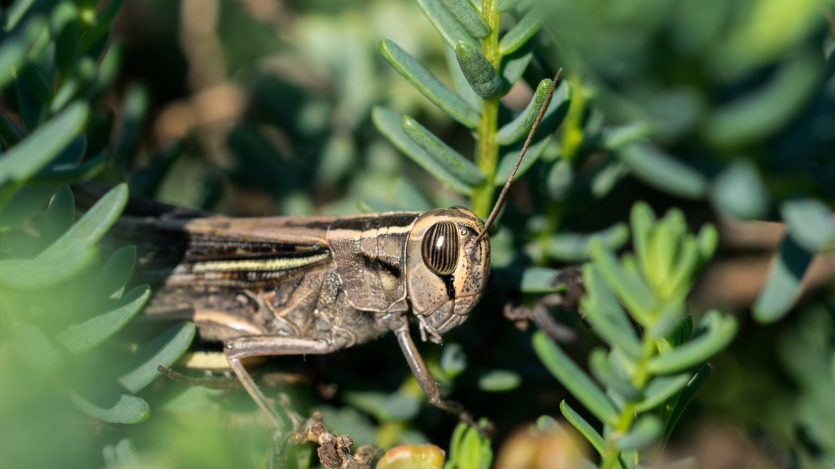 La humedad y el calor atraen a los grillos que buscan refugio