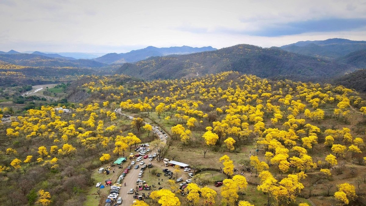 El florecimiento de los guayacanes cubre de amarillo el bosque.