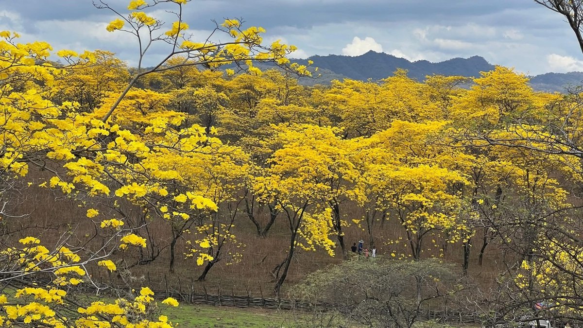 Turistas disfrutan del florecimiento de guayacanes en Zapotillo, Loja.