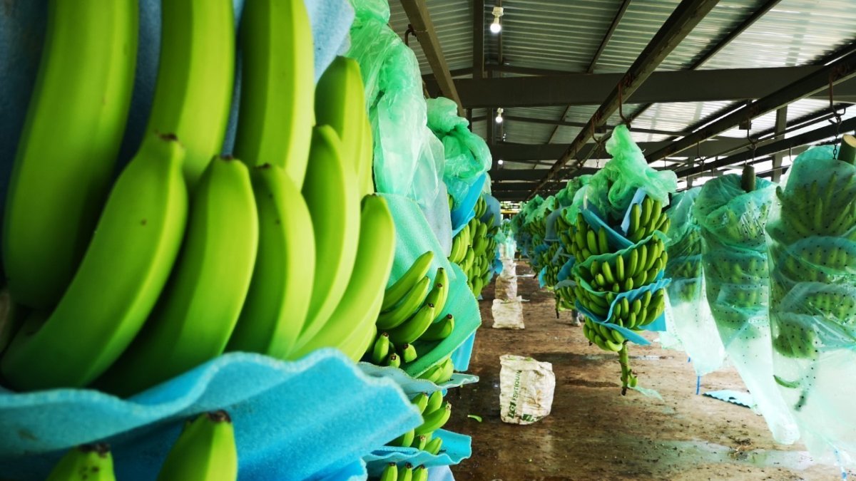 La producción de banano en Ecuador.