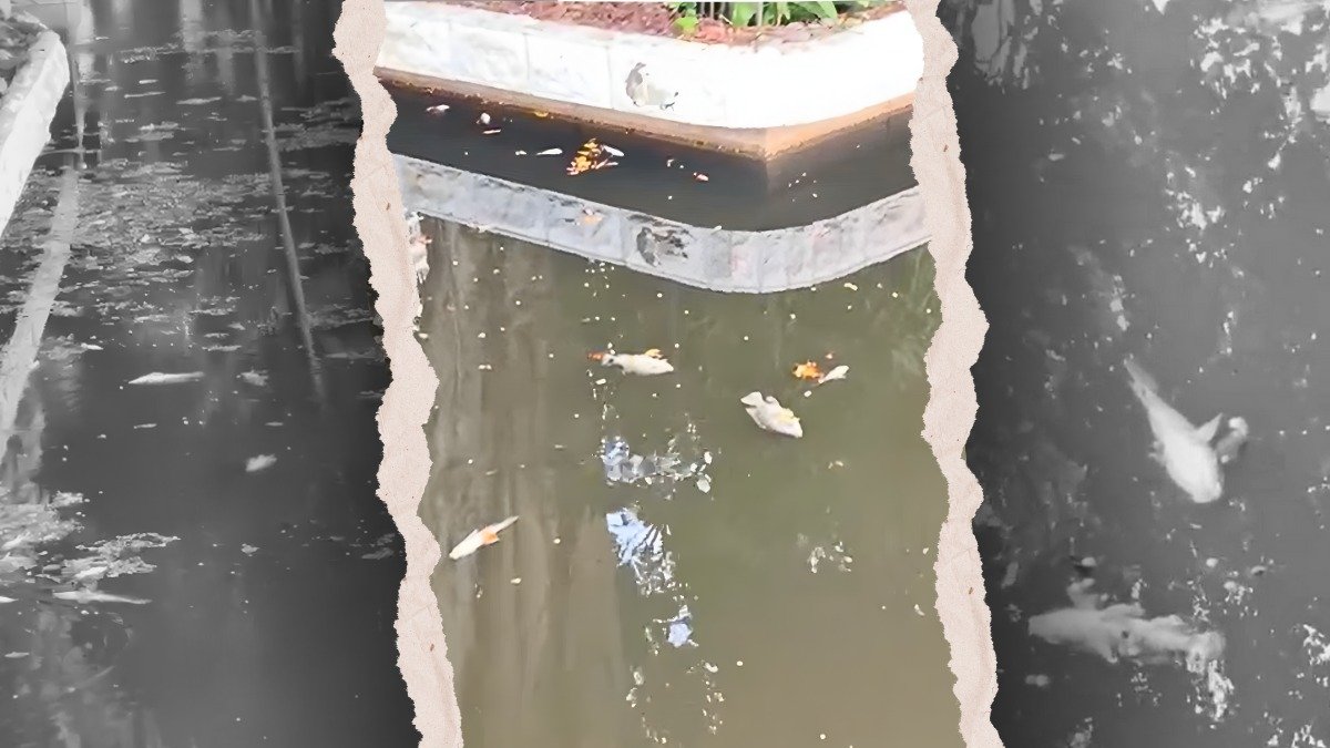 Varios peces fueron hallados muertos en la laguna de los Jardines del Malecón 2000, en el centro de Guayaquil.