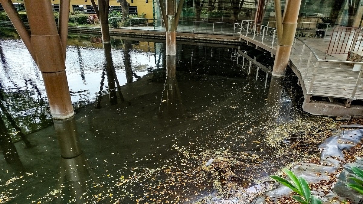 En la laguna del Malecón 2000 se evidenciaron desechos plásticos la mañana del martes 20 de enero.