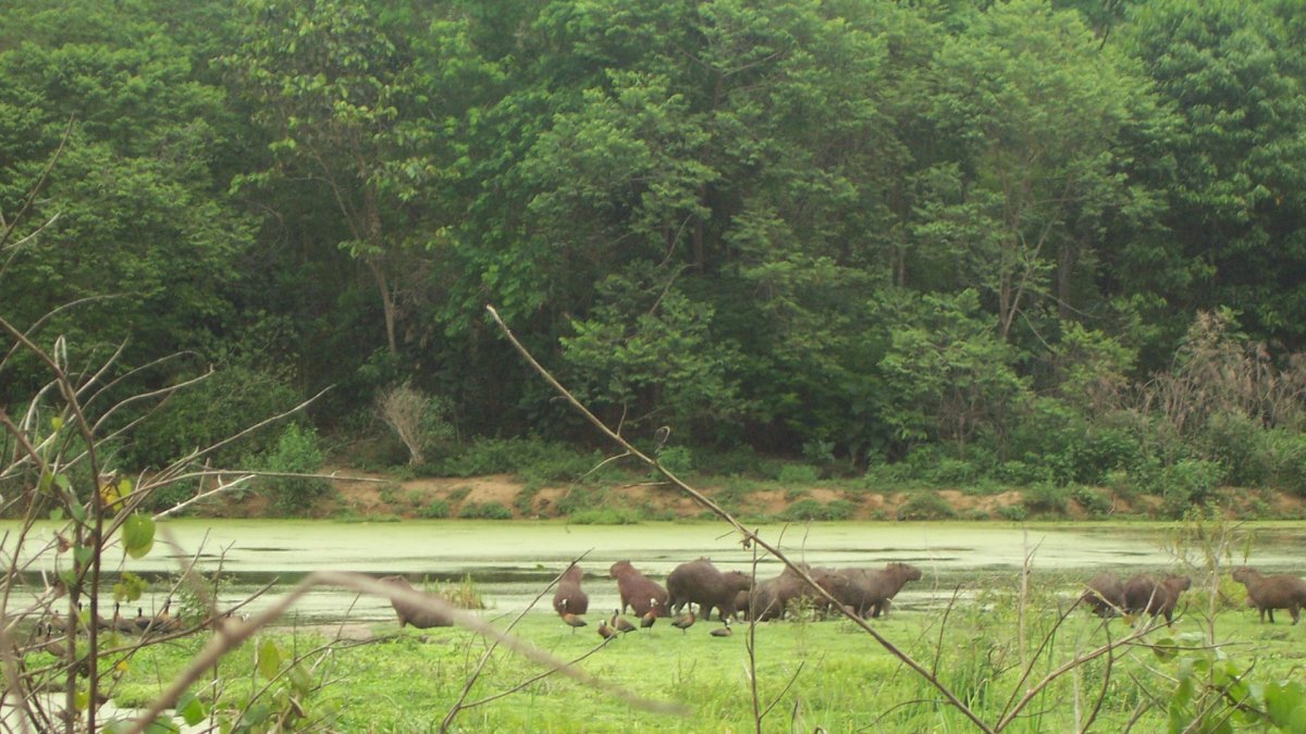 Reserva Ecológica de Guapiaçu (REGUA), Cachoeiras de Macacu, Río de Janeiro.