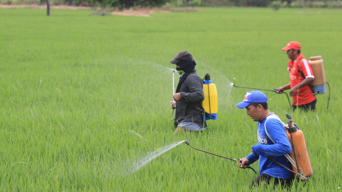 Agricultores trabajando en un cultivo de arroz en Daule.
