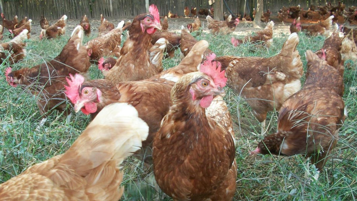El sector avícola sacrifica 2 millones de gallinas ponedoras.