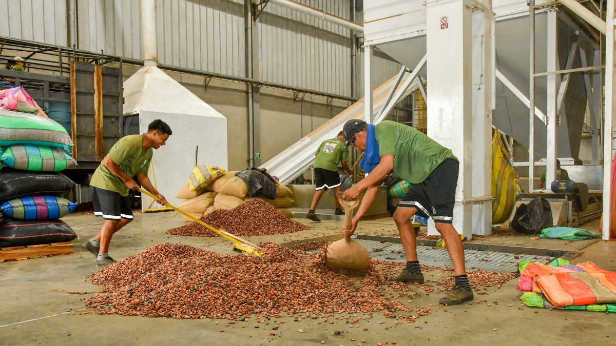 Si bien los agricultores reciben menos por quintal, la productividad compensa la facturación.