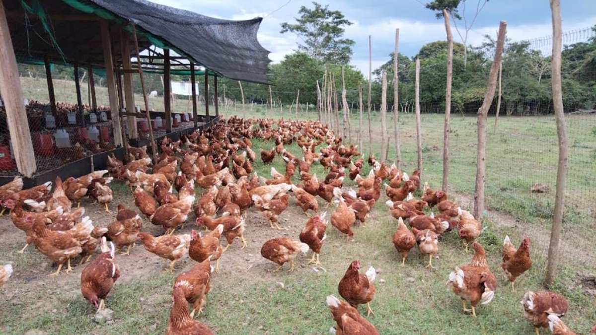 El sector avícola tomó medidas para elevar el precio de la cubeta de huevos.