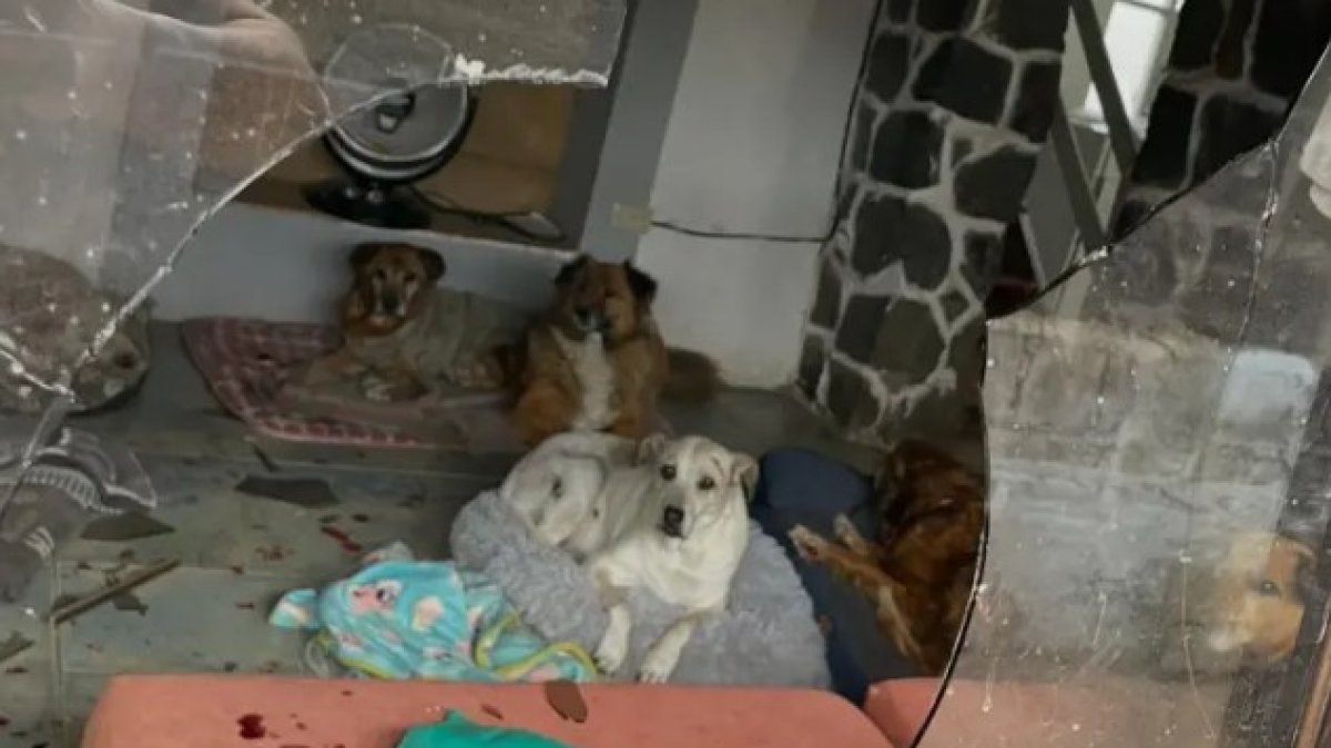 Tras el ataque vandálico, el refugio quedó con vidrios rotos y varios perros resultaron heridos; los animales fueron encontrados asustados y recibieron atención veterinaria inmediata.