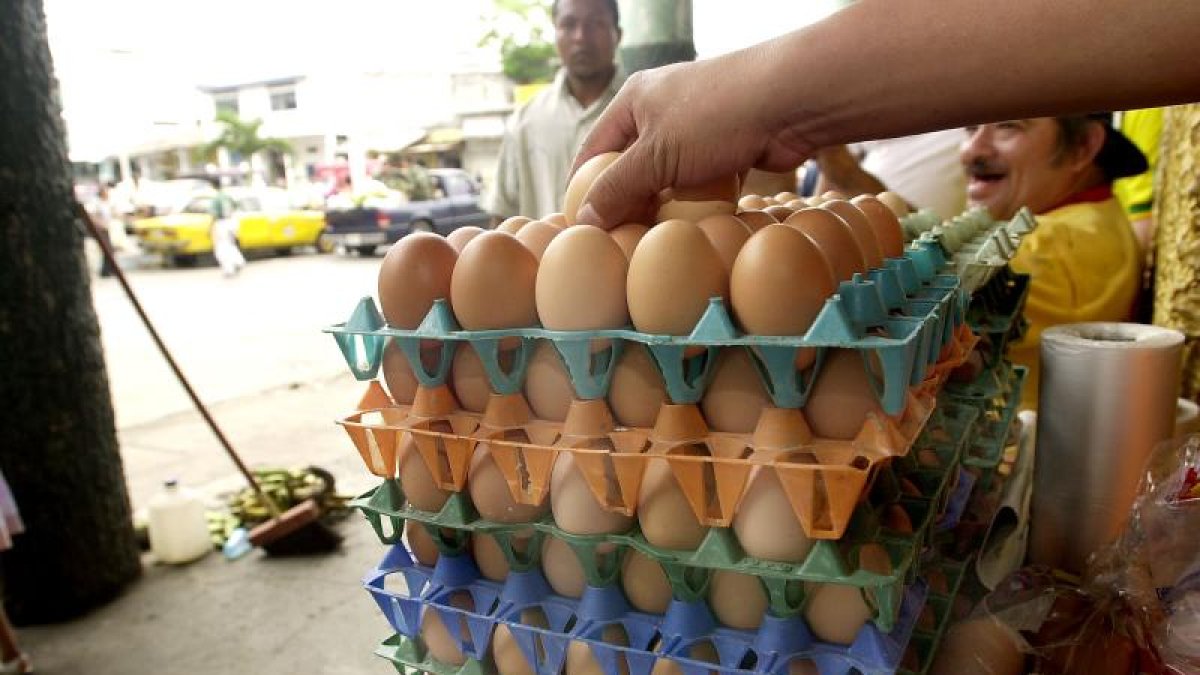 Gallinas. Desde octubre a diciembre ha habido una sobreoferta de huevos, lo que redujo el precio del producto.