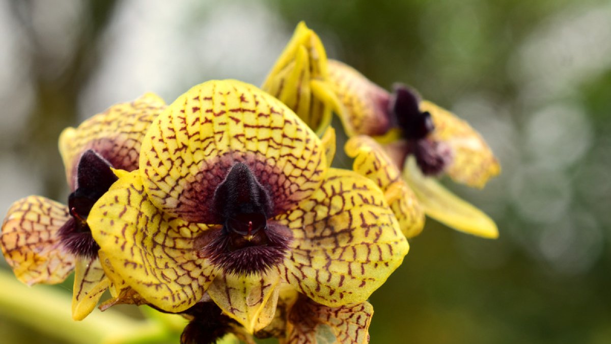 Flora. Entre los descubrimientos, hubo 5 nuevas especies de orquídeas.