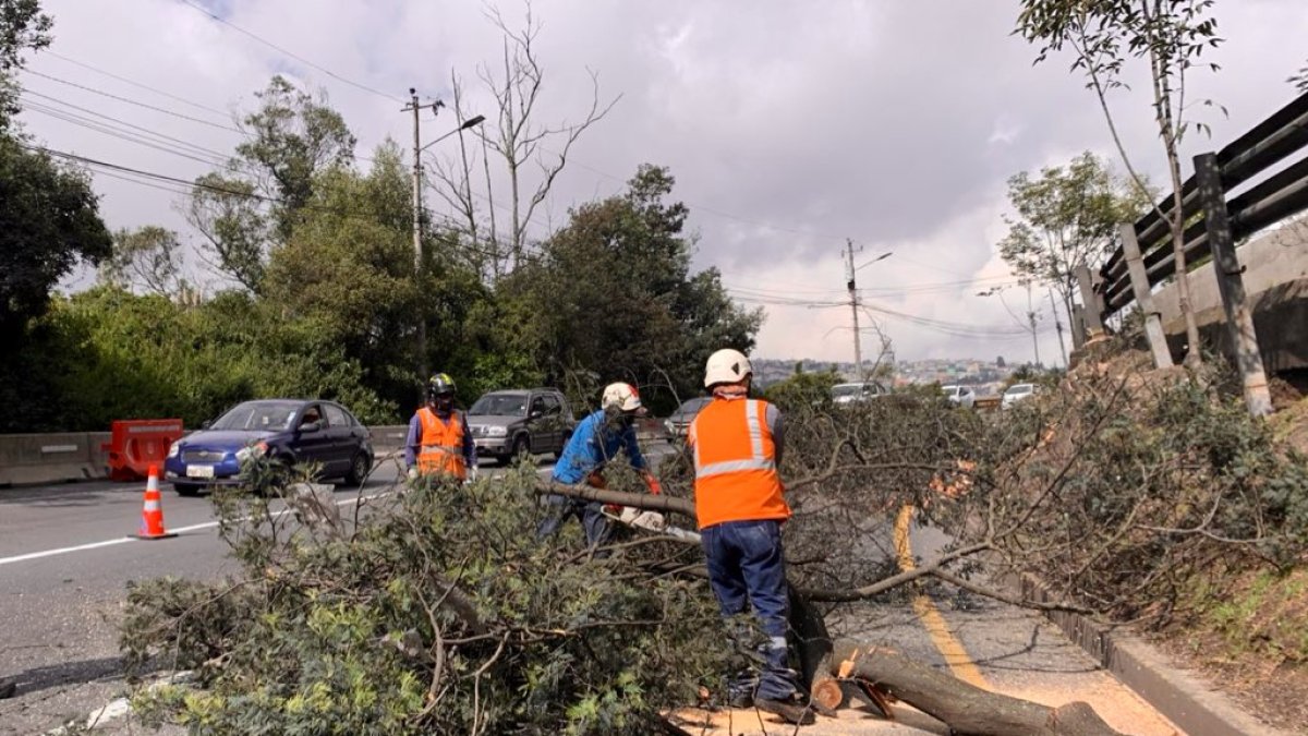 Los árboles se encuentran en mal estado y representan un riesgo para la seguridad vial, según el Municipio.