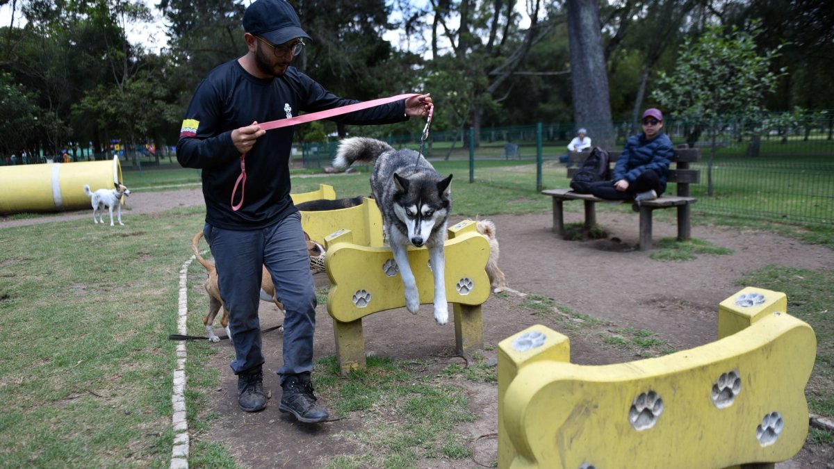 Los servicios para las mascotas se diversifican en la capital.