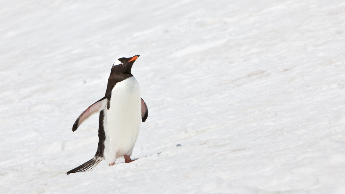 Referencial. Usuarios en redes interpretan distintas lecturas del comportamiento del pingüino en el clip viral.