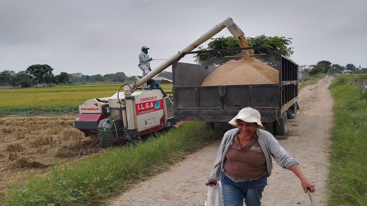 Arroceros del Recinto Los Quemados, en el cantón Daule, recolectan la graminea.