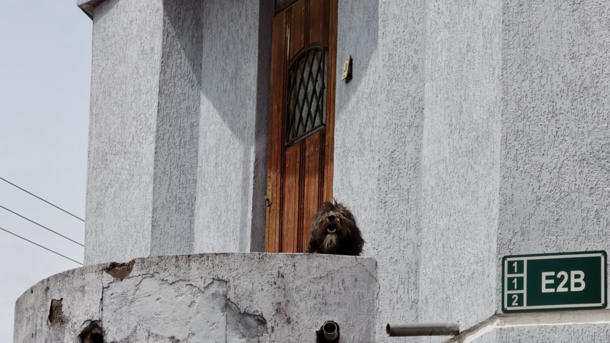 Lupo fue rescatado por la Unidad de Bienestar Animal tras vivir confinado en un balcón sin protección climática en el sur de Quito.