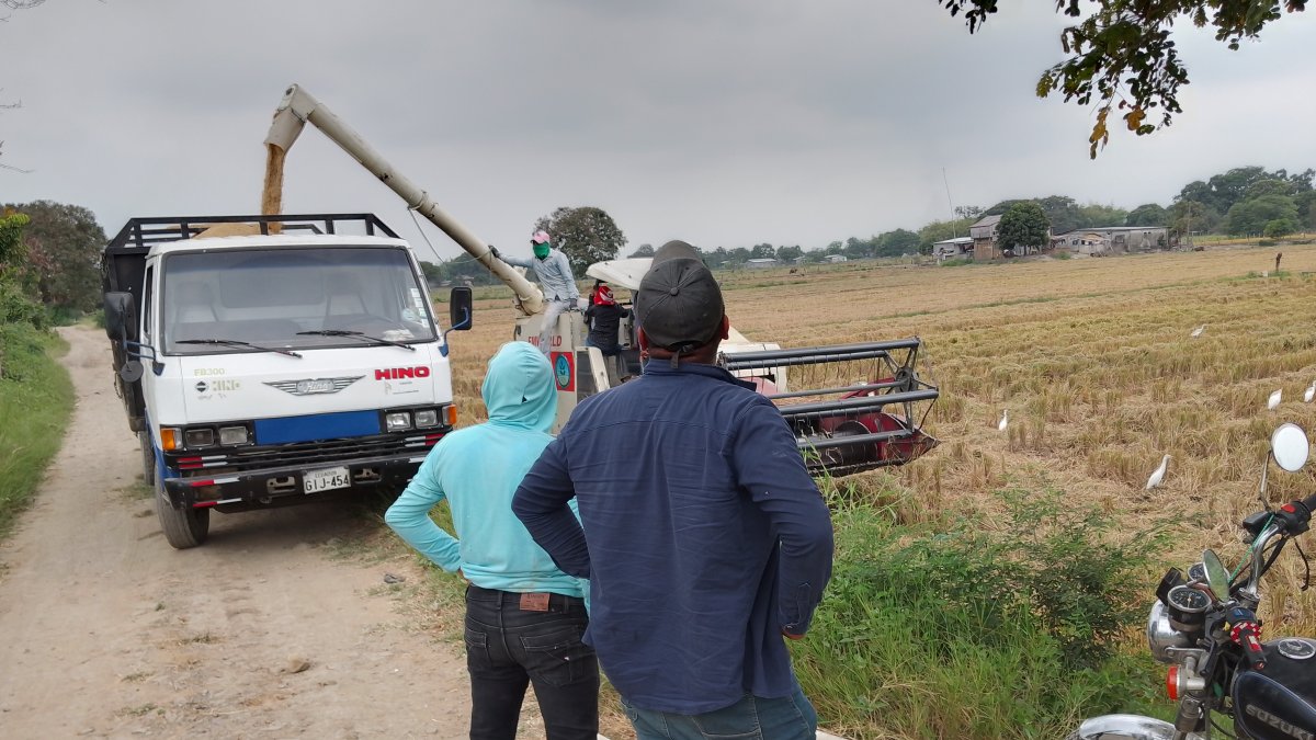 Durante el mes de veto terrestre, el arroz ecuatoriano podrá continuar ingresando por puertos y aeropuertos colombianos, aunque con mayores costos logísticos.