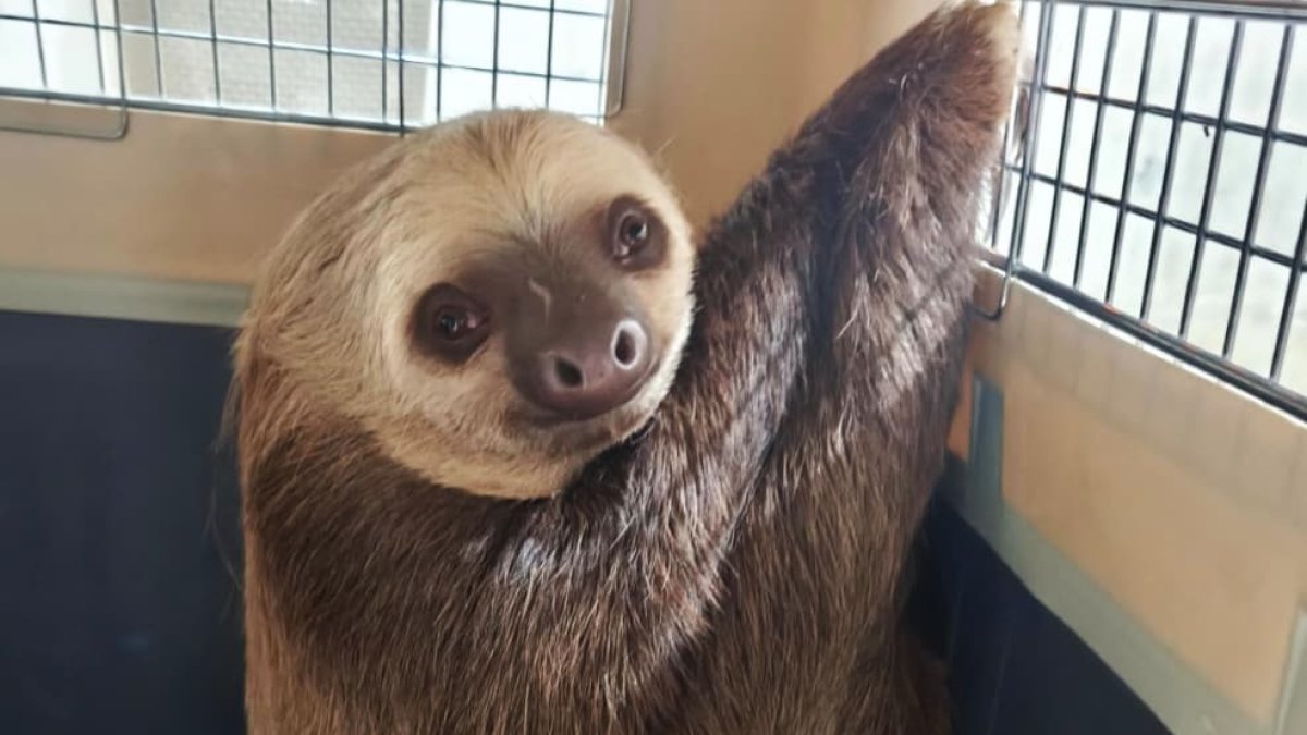 Oso perezoso rescatado por la Policía Nacional
