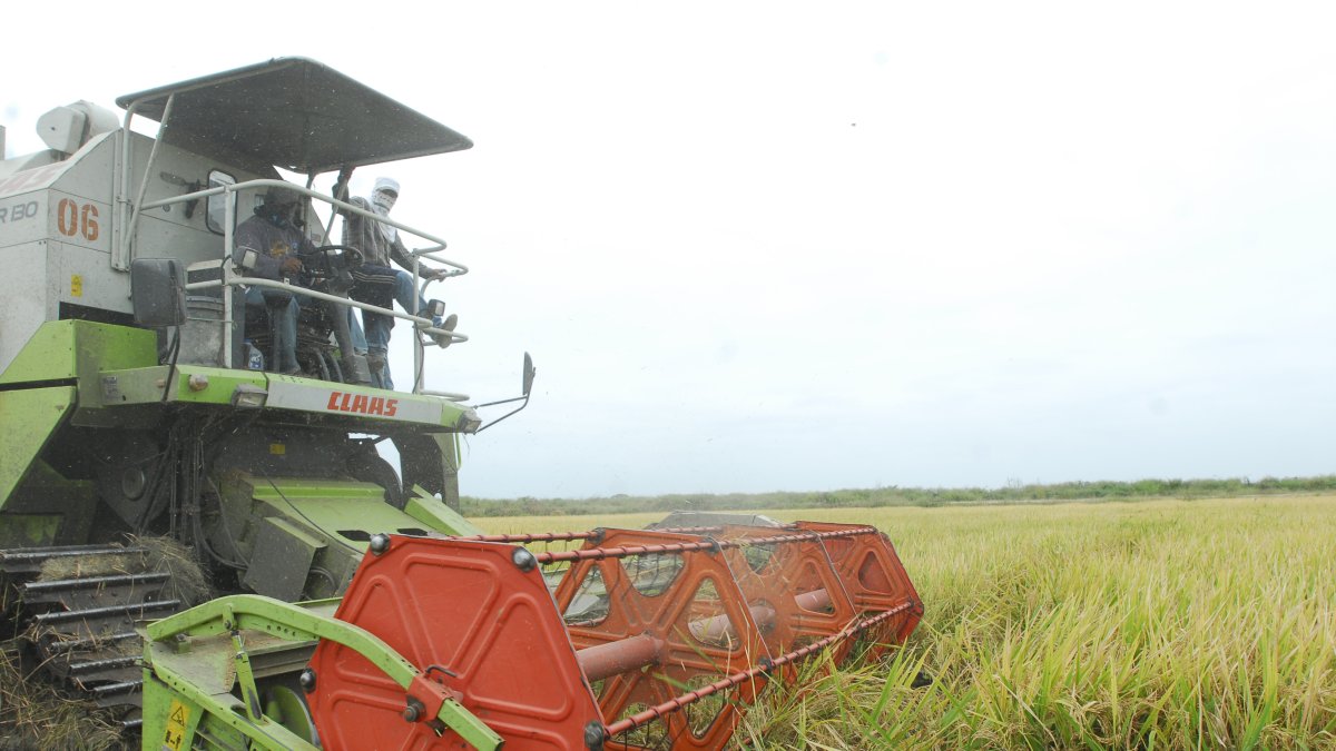 Salidas para el sector arrocero de Ecuador: buscando nuevos mercados internacionales.