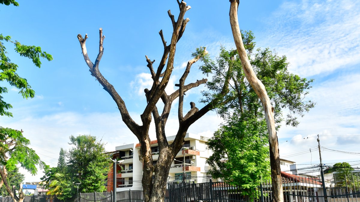 El parque de la Kennedy cuenta con una pista de trote.