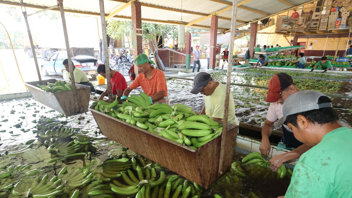 El programa de la CAF se orienta a financiar un programa de mejoramiento genético del banano.