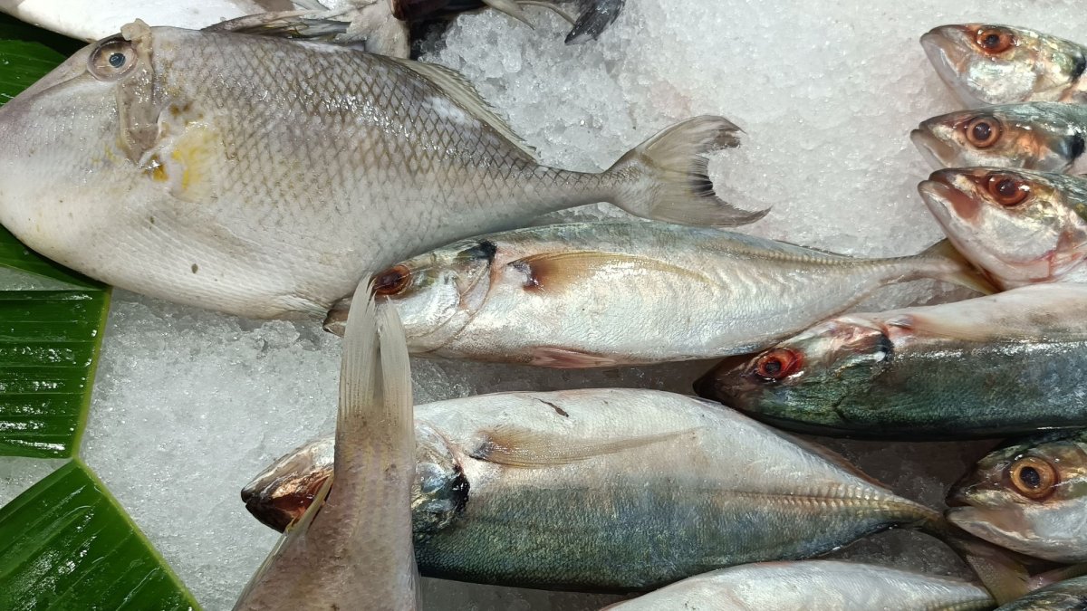 Un estudio interinstitucional identificó por primera vez en Ecuador la presencia del parásito Contracaecum overstreeti en la carne de la lisa