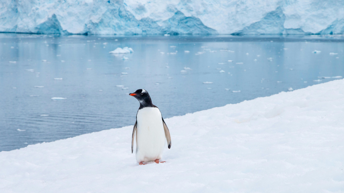 Referencial. La imagen del pingüino solitario despierta interpretaciones emocionales en redes, desde la empatía hasta la metáfora existencial.