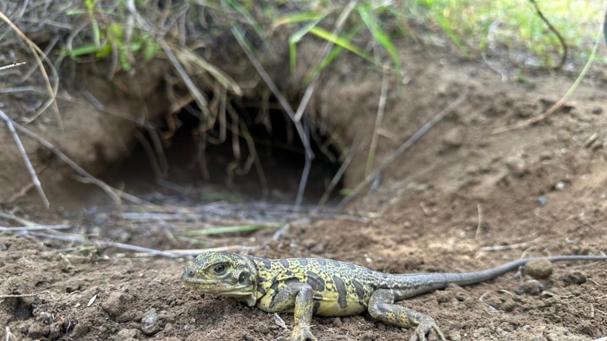 Animal. La iguana rosada es una especie exclusiva de la isla Isabela.