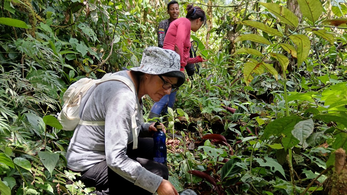 Medicinal. Plantas medicinales cultivadas en una chakra.