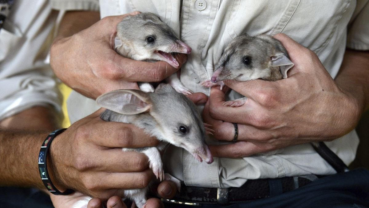 Tres crías de bandicuts son presentados en el Dreamworld en Queensland (Australia).