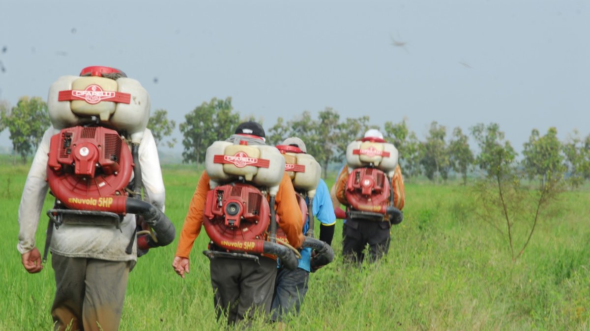 Entre enero del 2025 hasta enero del 2026 en el Sistema de Alerta Rápida para Alimentos y Piensos de la Unión Europea registra 11 notificaciones hacia frutas y verduras de origen ecuatoriano