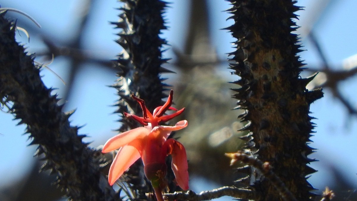 Ejemplar de Spirotheca zapotillana identificado en Loja.