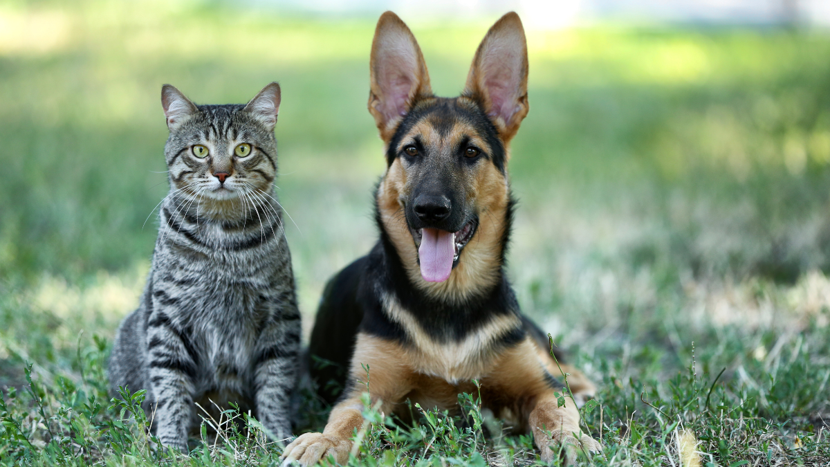 La UBA organizó un curso en línea de primeros auxilios.