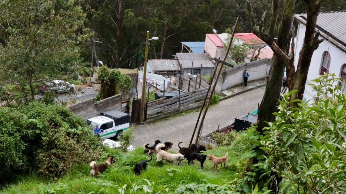 Los perros vivían en condición de abandono y en comportamiento de manada.