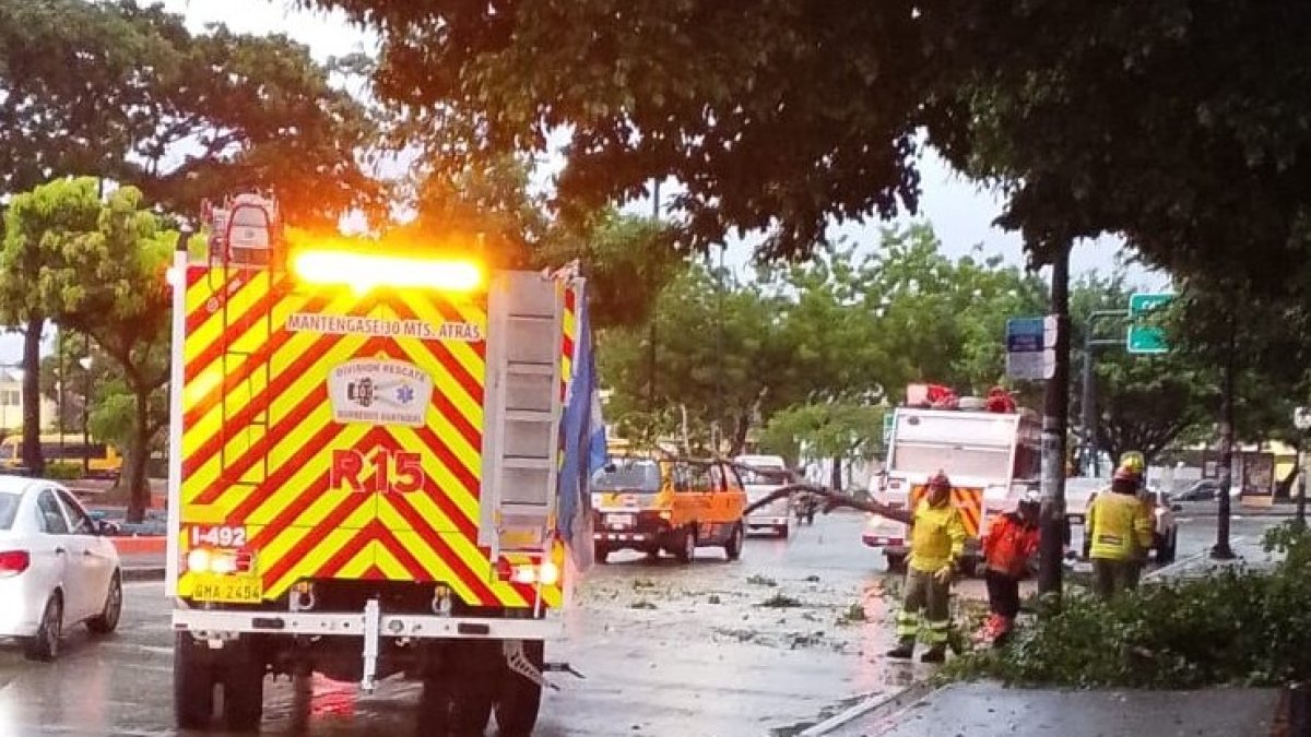 Un árbol cayó sobre la avenida José María Egas, en Sauces 3, a pocos metros del puente que conecta ese sector con La Puntilla.