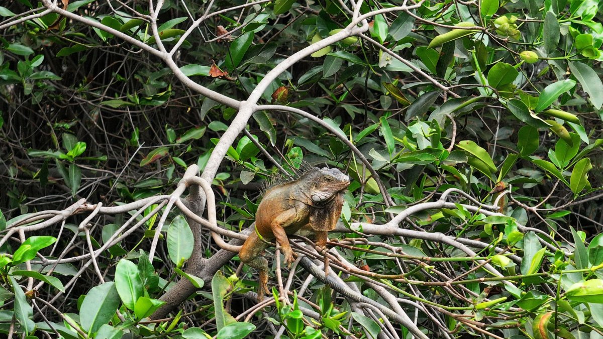 La Universidad Ecotec lidera un modelo de bioremediación replicable que busca sanear todos los ramales del estero.