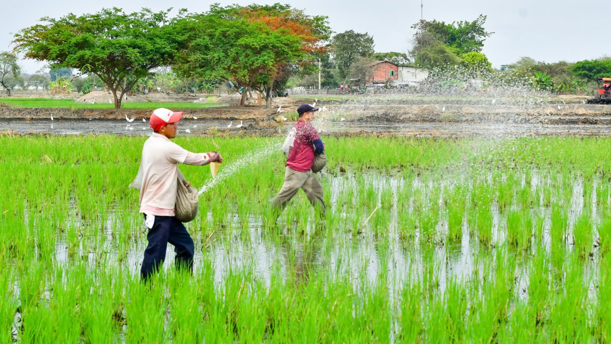 Trabajadores en sus labores en un cultivo de arroz en la provincia del Guayas.