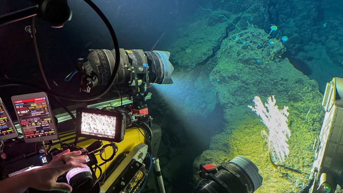 Un coral a 900 metros de profundidad siendo filmado por un sumergible OceanX frente a la isla de Sulawesi, en Indonesia.