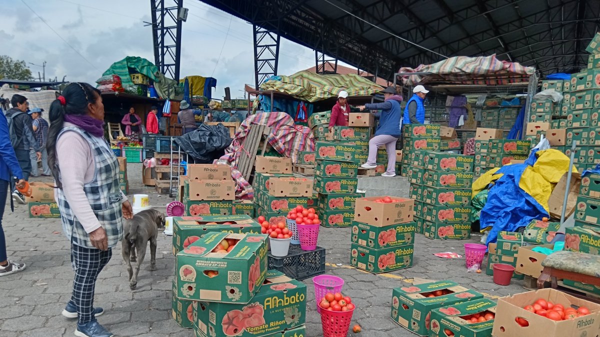 Producto. Comerciantes del Mercado Mayorista de Ambato organizan cajas de tomate riñón para su distribución.