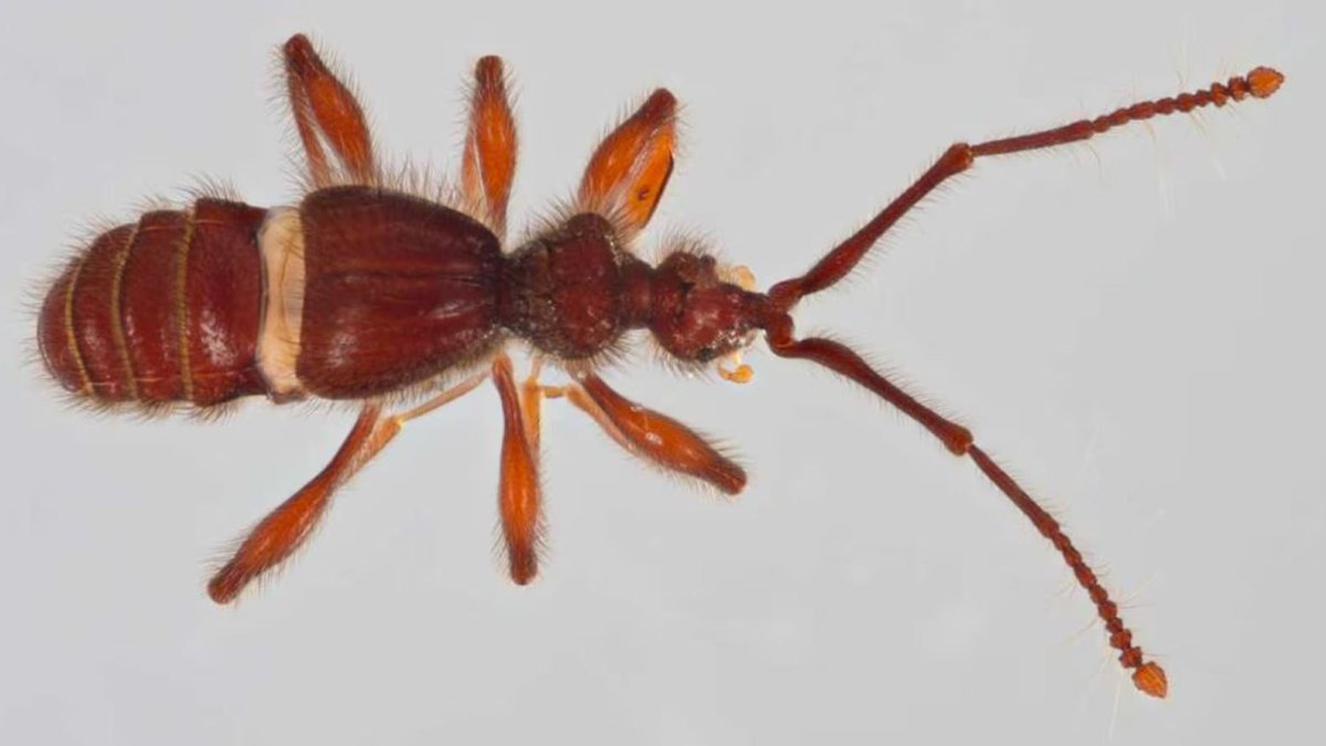 Especies. Los insectos fueron descubiertos en la Amazonía y en Pichincha.