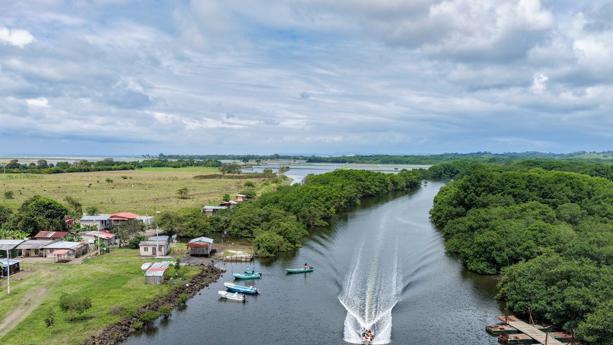 Manglares. Los manglares permiten la reproducción de moluscos, una fuente de trabajo de la localidad.