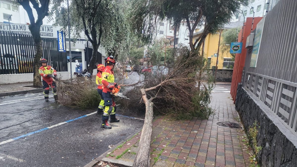 Caída de árboles y deslizamientos marcaron las lluvias históricas en Quito el 22 de enero de 2026, registradas por el COE-M.