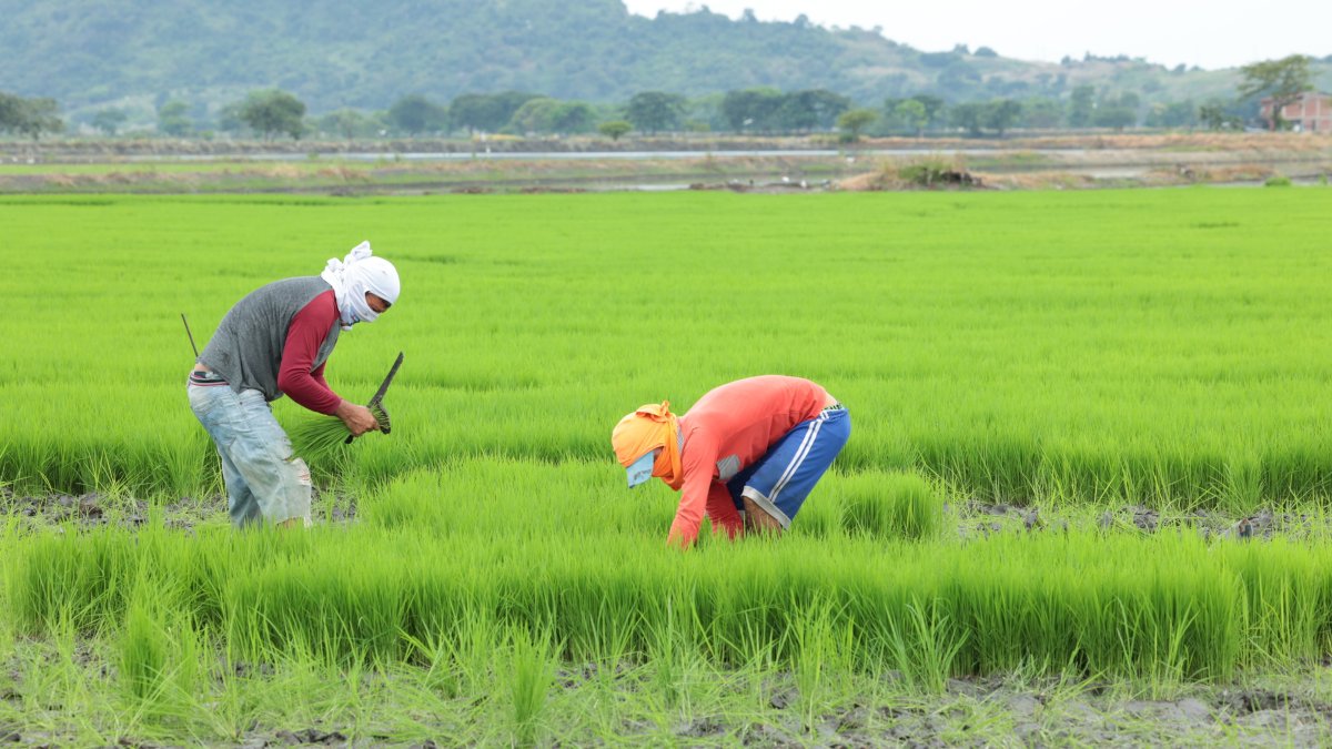 Agricultores trabajando en un cultivo de arroz.