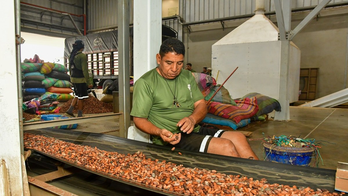 El cacao alcanzó su precio récord en el mercado internacional a finales de 2024.